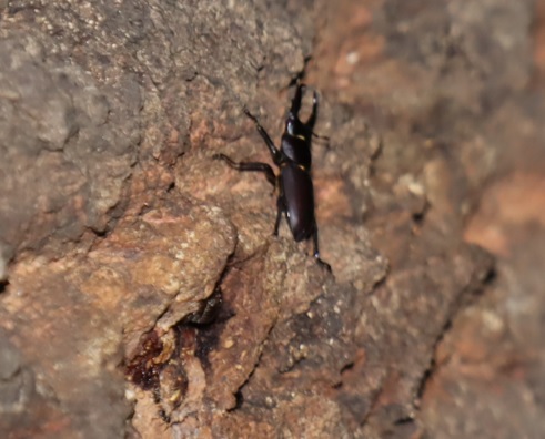 団地前のクヌギ_いつもの樹液_コクワガタ_2022年5月28日19時45分頃 気温23度